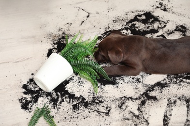 Chocolate Labrador Retriever puppy with overturned houseplant at home