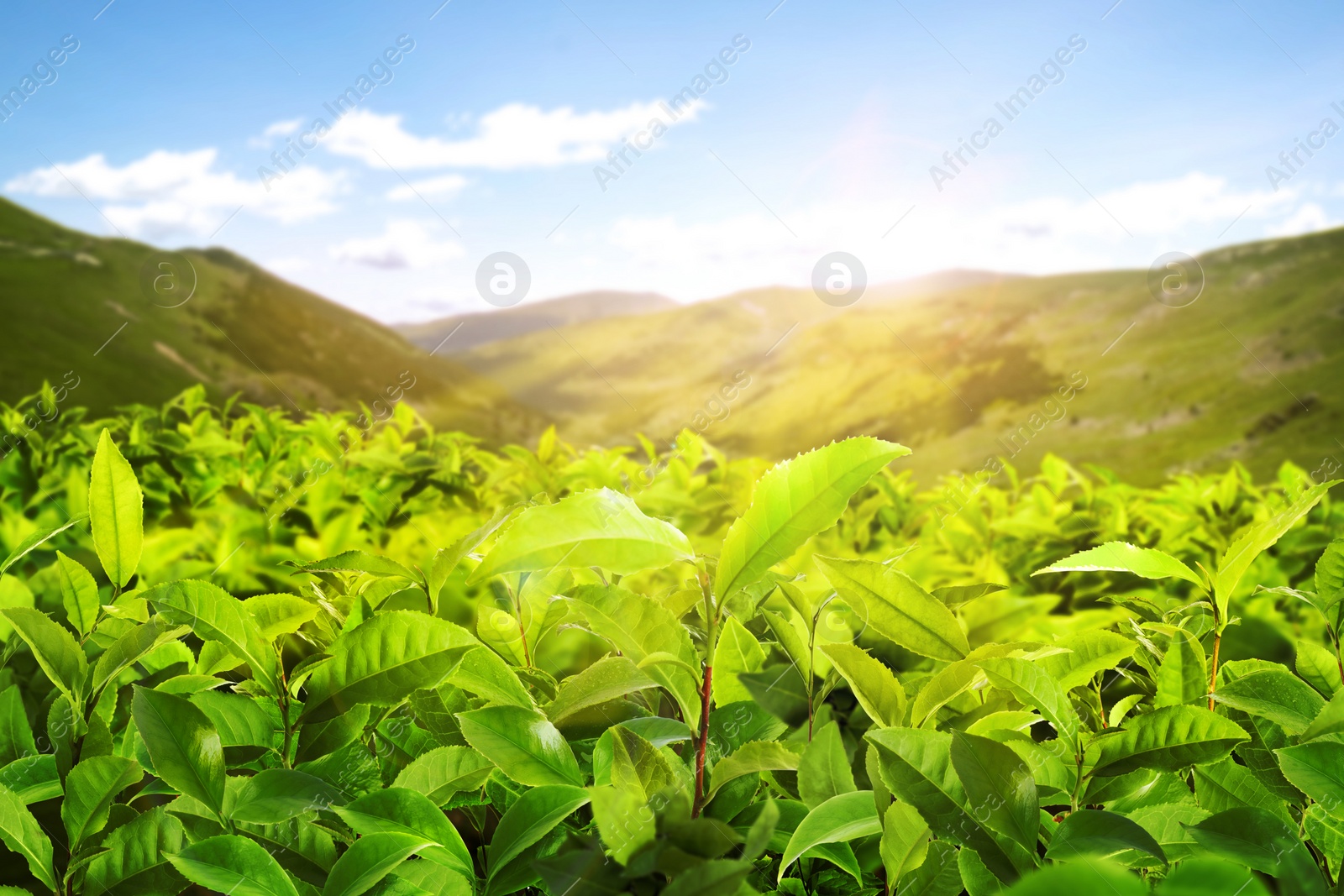 Image of Tea plantation. Plants with fresh green leaves, closeup
