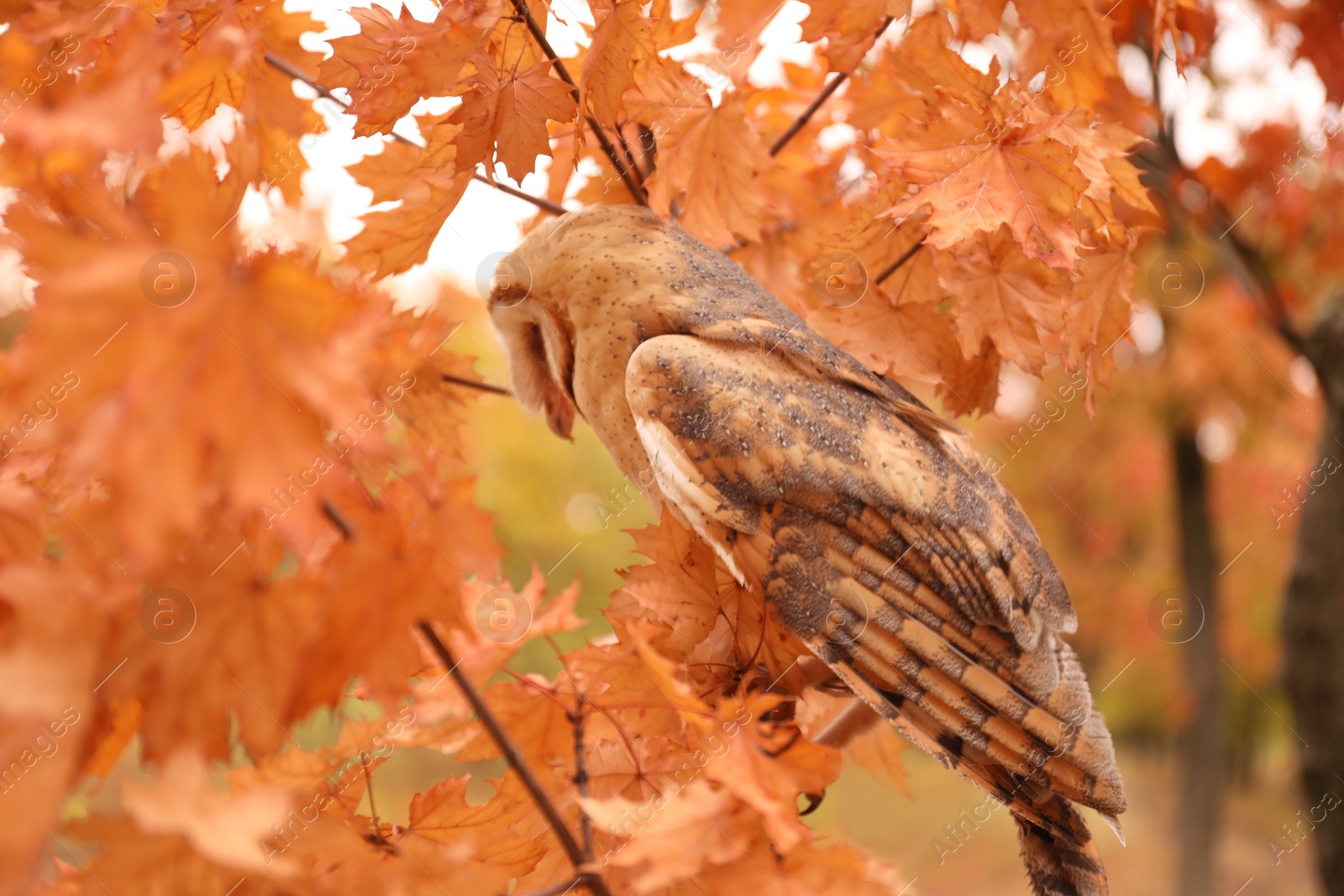 Photo of Beautiful common barn owl on tree outdoors