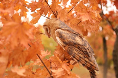 Beautiful common barn owl on tree outdoors