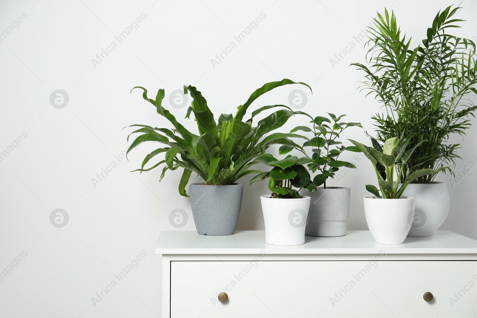 Photo of Many different houseplants in pots on chest of drawers near white wall, space for text