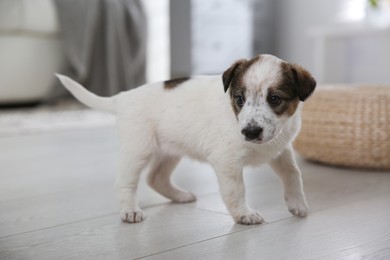 Photo of Cute little puppy in room. Friendly pet