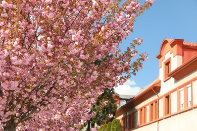 Photo of Beautiful blooming sakura trees on spring day outdoors