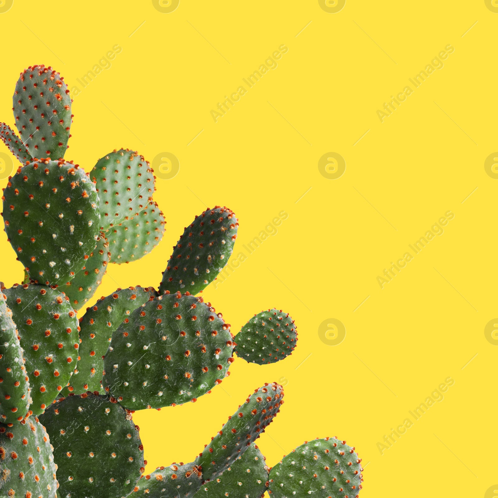 Image of Beautiful green cactus plant on yellow background, space for text