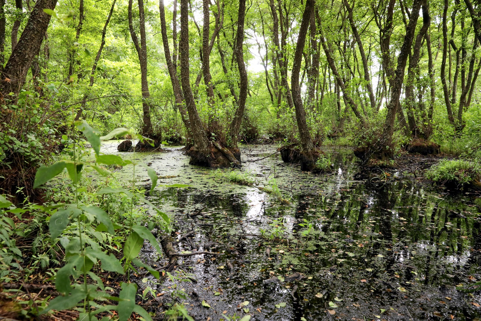 Photo of Picturesque view of green forest with swamp