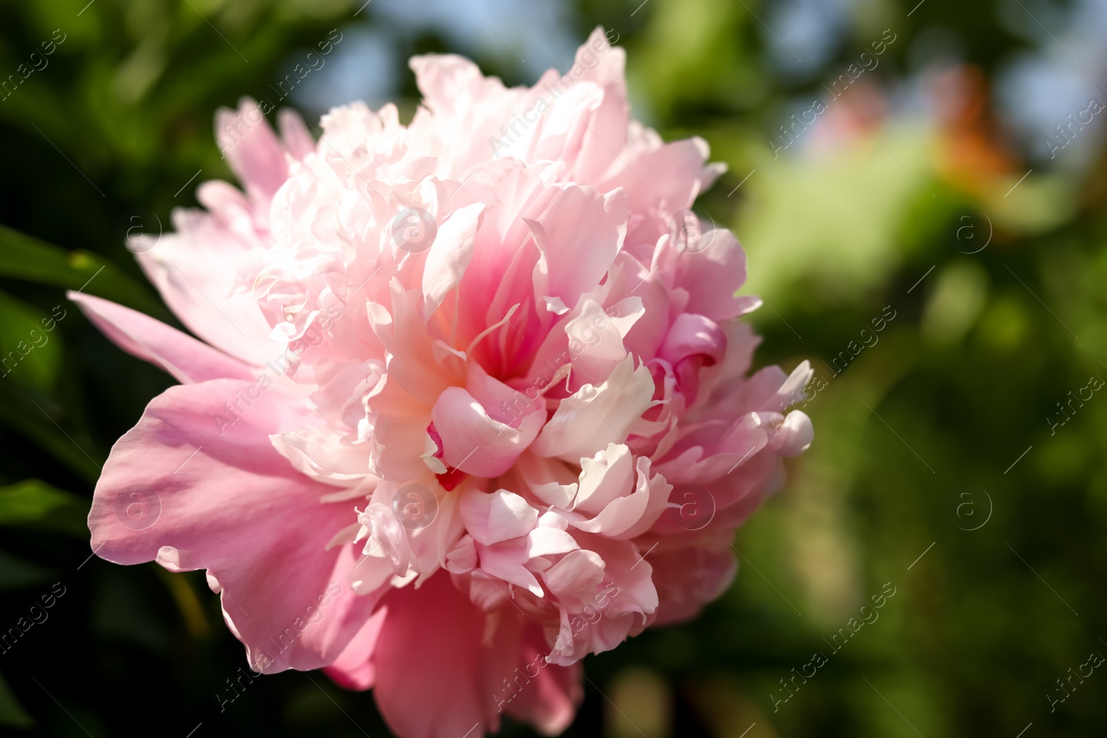 Photo of Wonderful pink peony in garden, closeup. Space for text