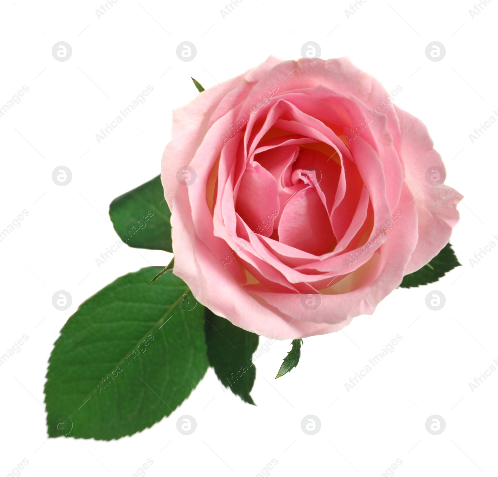 Photo of Beautiful blooming pink rose on white background, top view