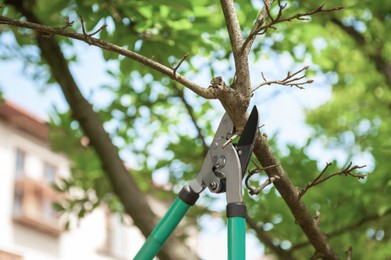 Photo of Pruning tree with secateurs outdoors. Gardening tool