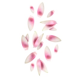 Image of Pink lotus flower petals falling on white background