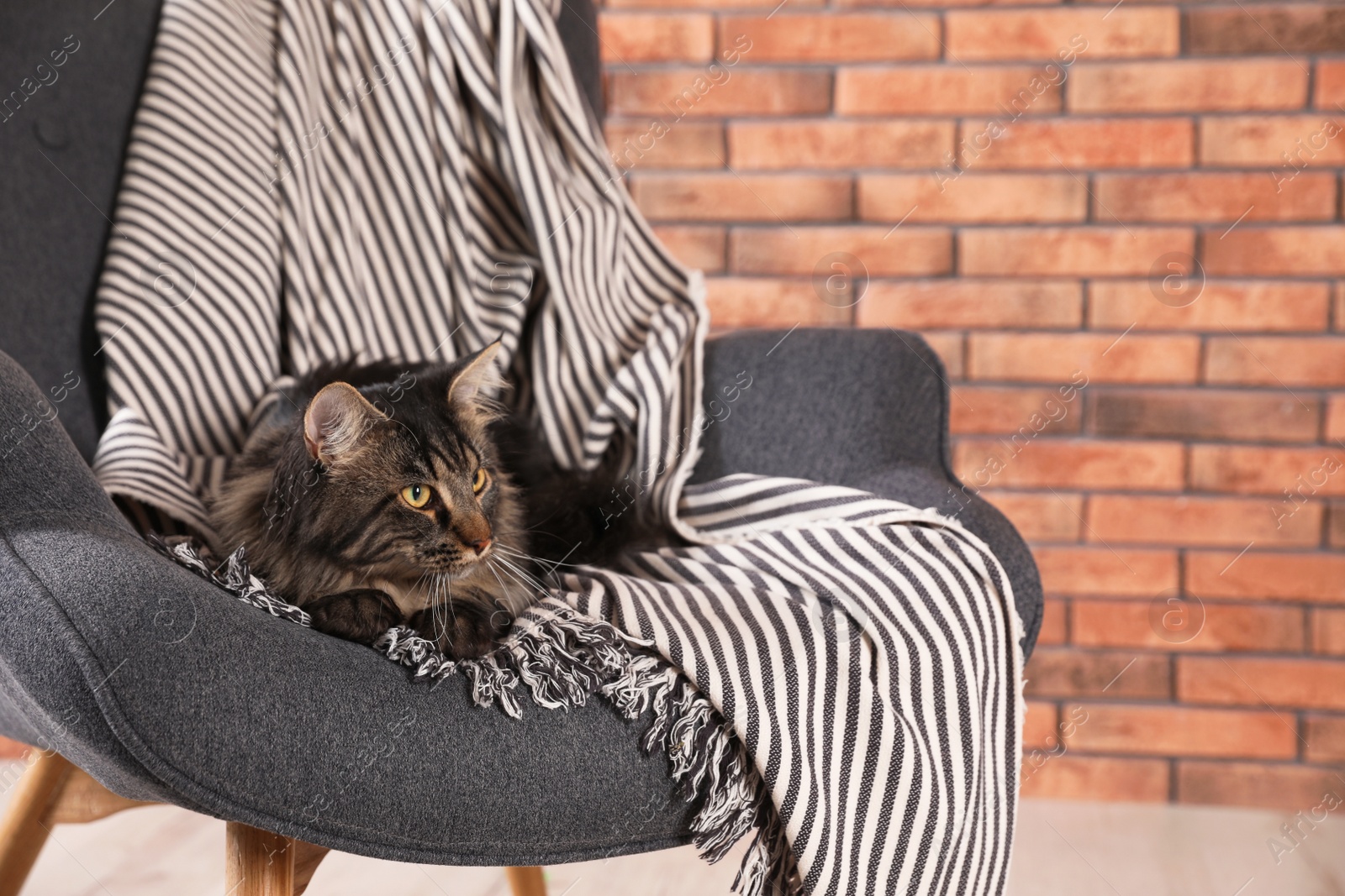 Photo of Cute cat with blanket in armchair at home. Warm and cozy winter