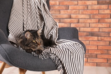 Photo of Cute cat with blanket in armchair at home. Warm and cozy winter