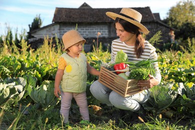 Mother and daughter harvesting different fresh ripe vegetables on farm