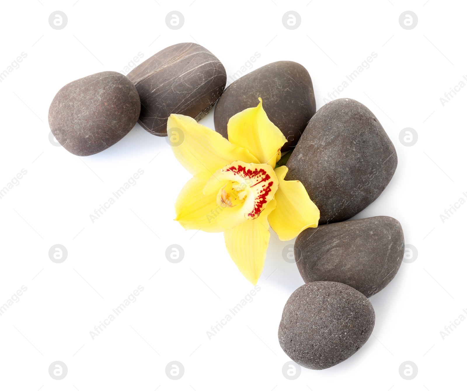 Photo of Spa stones and beautiful orchid on white background, top view