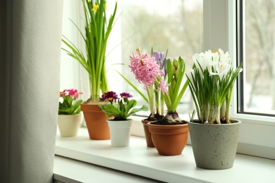 Different flowers growing in ceramic pots on window sill