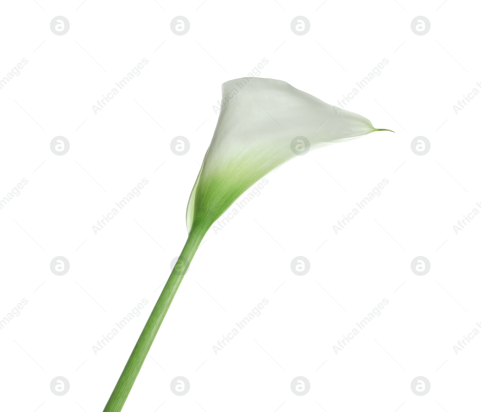 Photo of Beautiful calla lily flower isolated on white