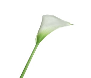 Photo of Beautiful calla lily flower isolated on white