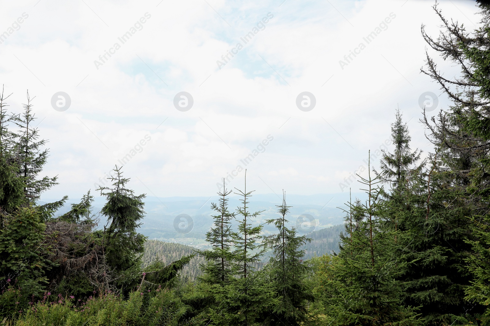 Photo of Picturesque landscape with beautiful green conifer forest