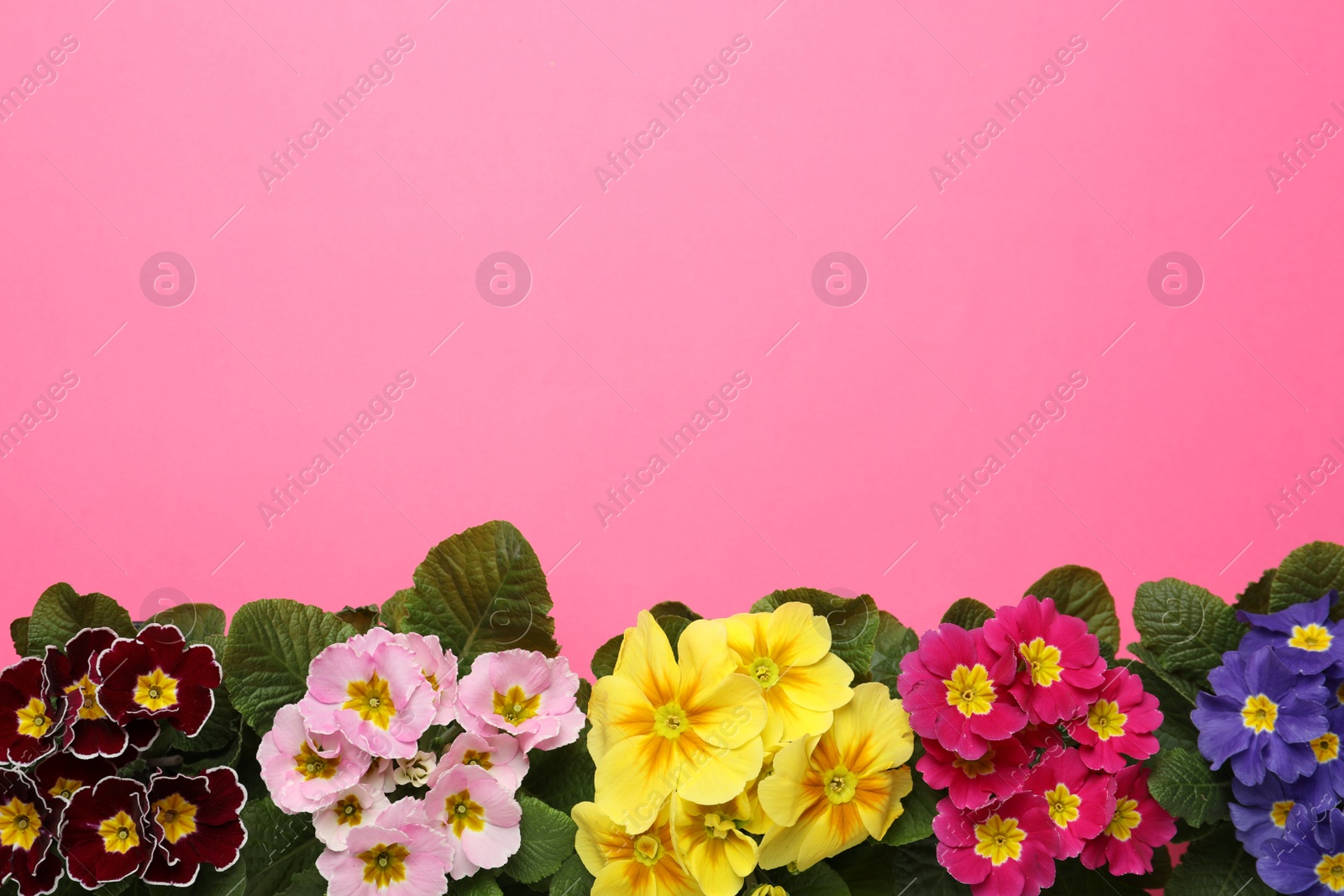 Photo of Primrose Primula Vulgaris flowers on pink background, flat lay with space for text. Spring season