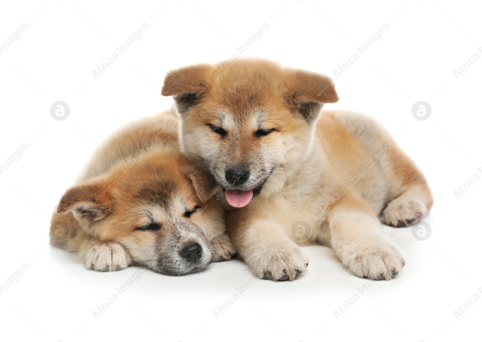 Photo of Adorable Akita Inu puppies on white background