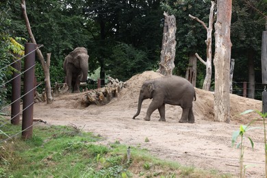 Pair of adorable elephants walking in zoological garden