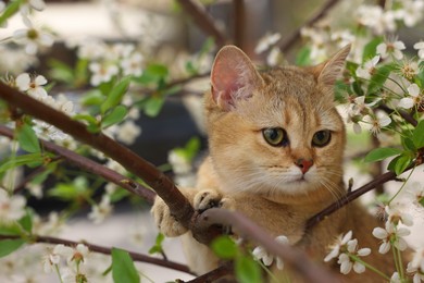 Cute cat among blossoming spring tree branches outdoors
