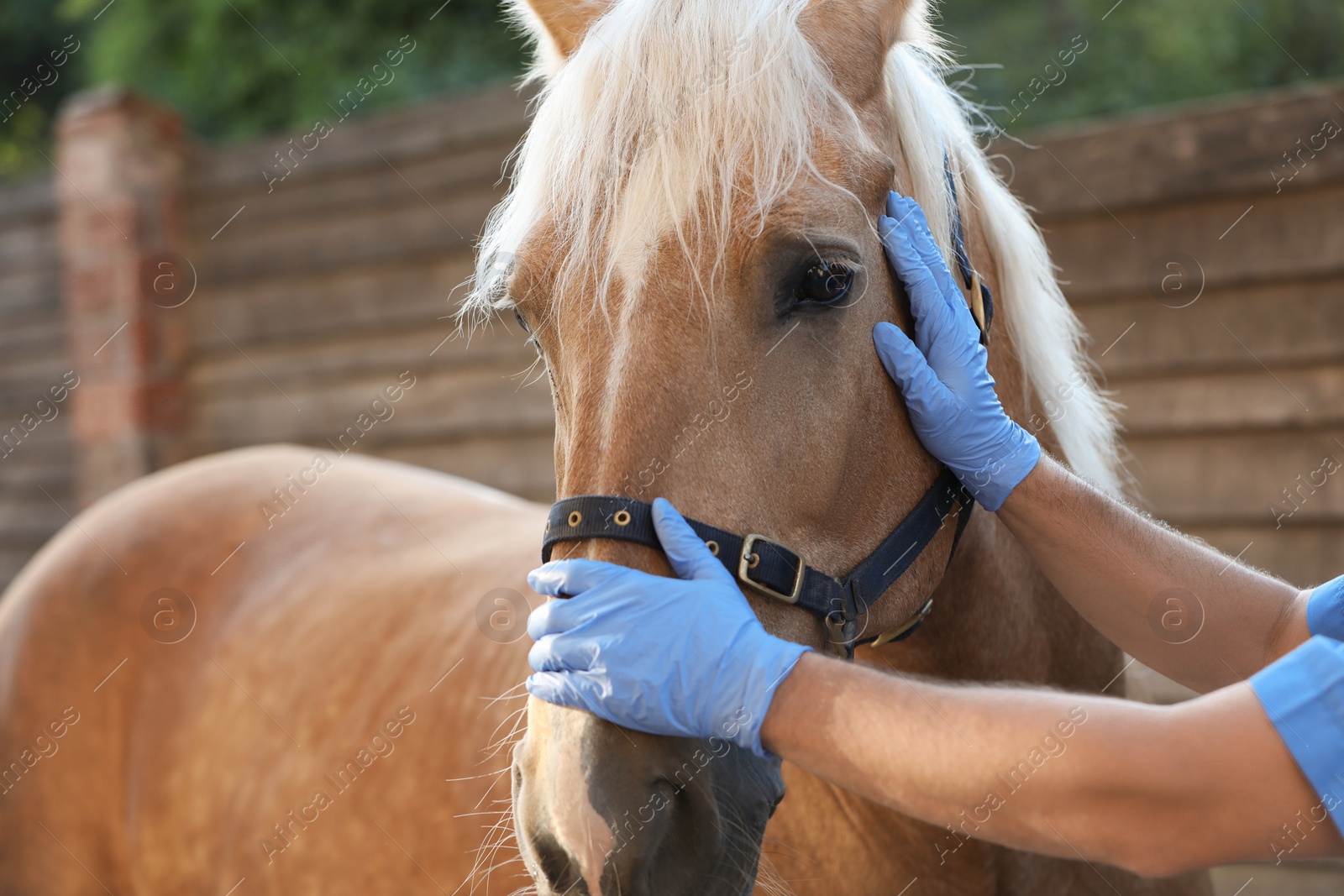 Photo of Veterinarian with adorable horse outdoors, closeup. Pet care