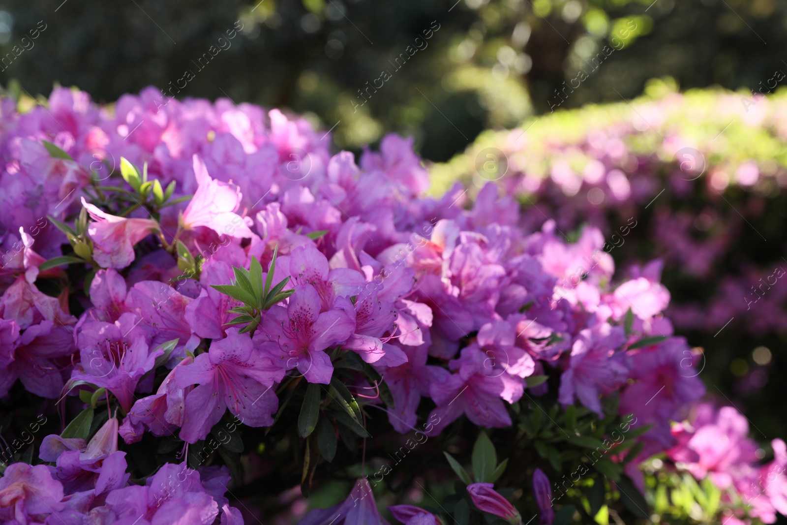 Photo of Beautiful Rhododendron bush with pink flowers growing outdoors, closeup