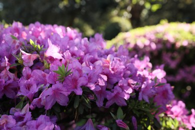 Photo of Beautiful Rhododendron bush with pink flowers growing outdoors, closeup