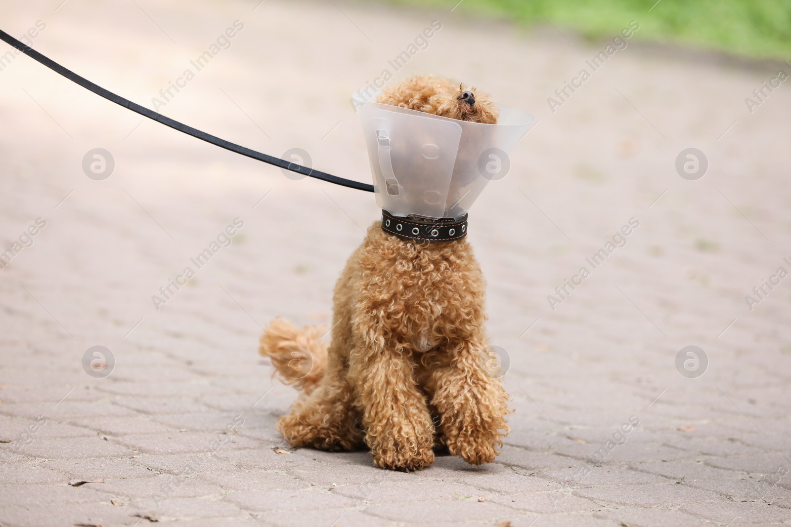 Photo of Cute Maltipoo dog with Elizabethan collar outdoors