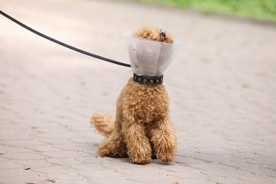 Cute Maltipoo dog with Elizabethan collar outdoors