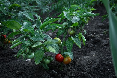 Fresh young tomato plants growing in ground outdoors. Gardening season