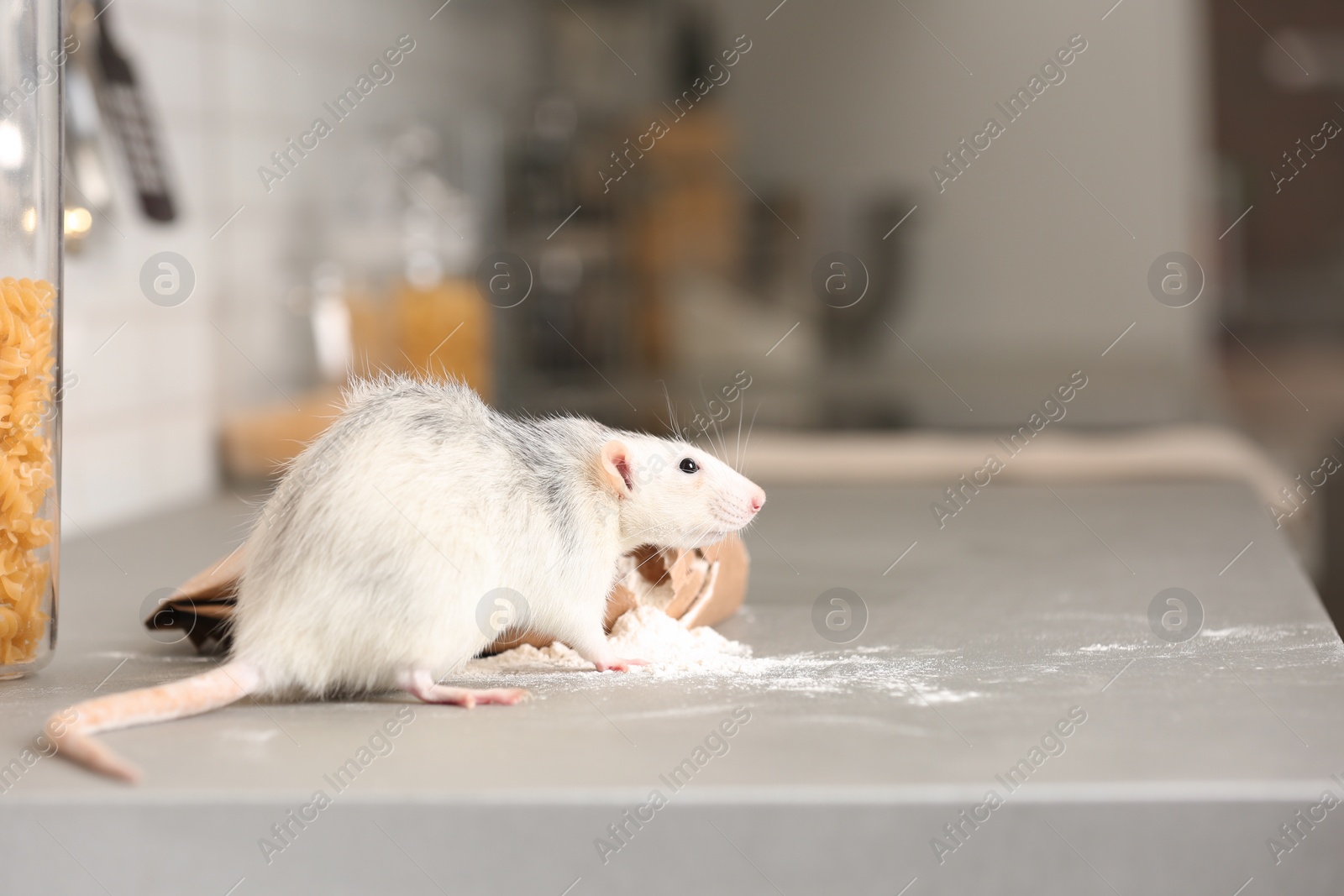 Photo of Rat near bag of flour on kitchen counter. Household pest