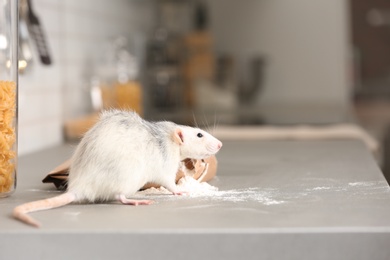 Rat near bag of flour on kitchen counter. Household pest