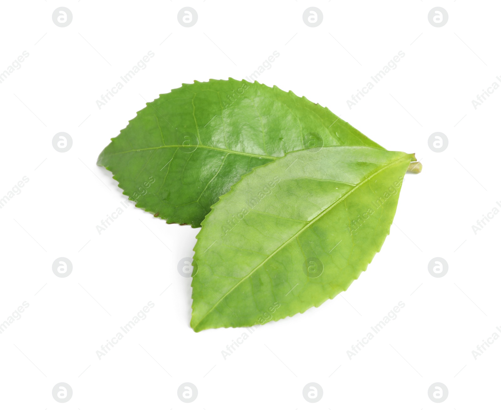 Photo of Green leaves of tea plant isolated on white