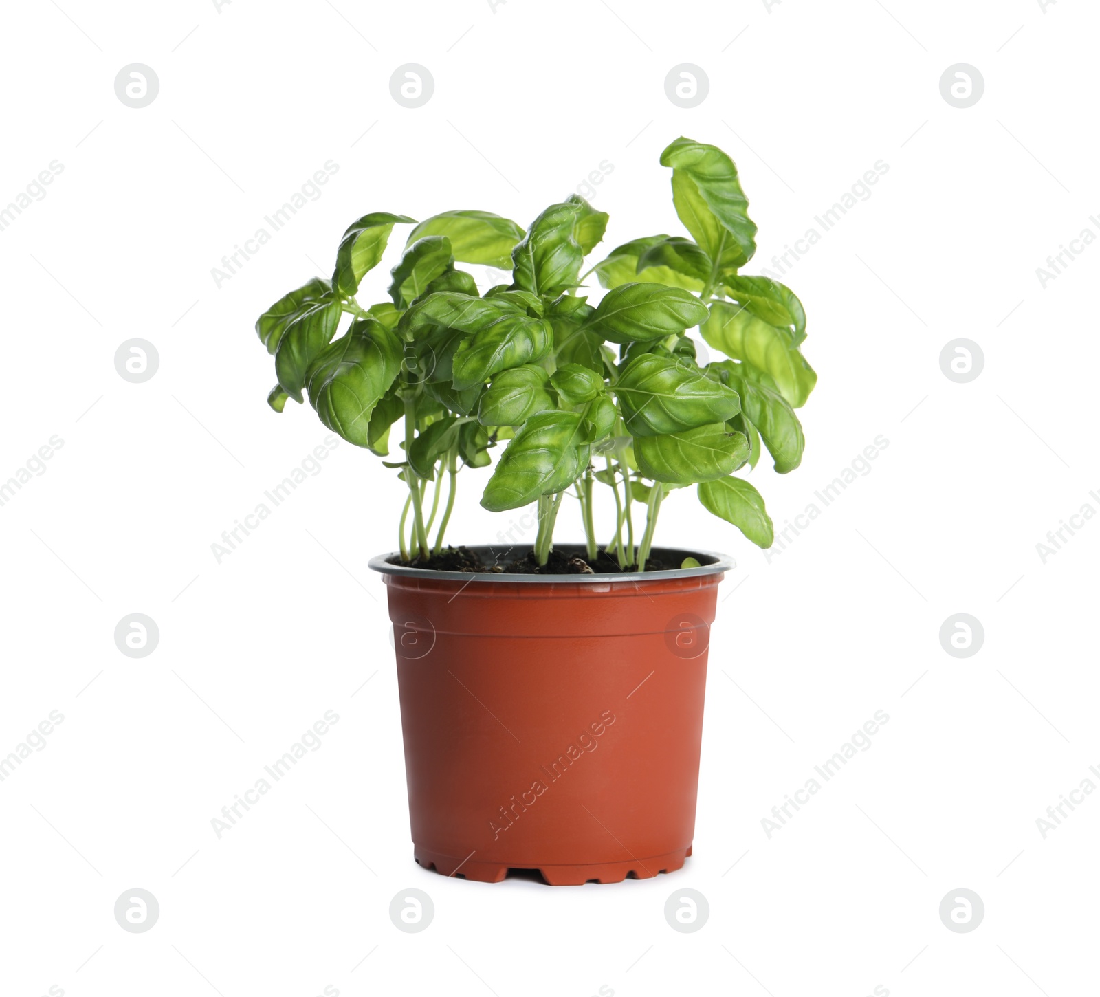 Photo of Aromatic green potted basil isolated on white