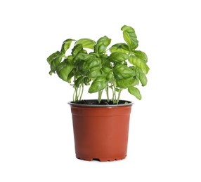 Photo of Aromatic green potted basil isolated on white