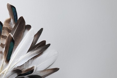 Photo of Many different bird feathers on white background, flat lay. Space for text