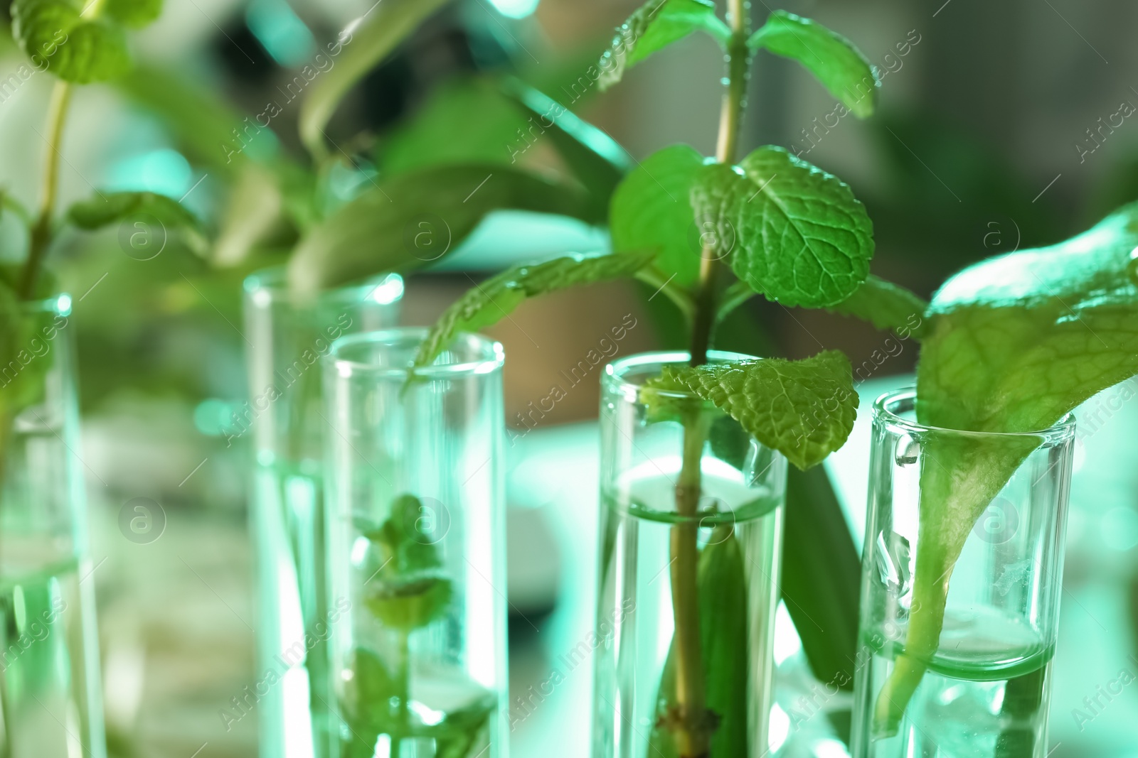 Photo of Green plants in test tubes on blurred background, closeup with space for text. Biological chemistry