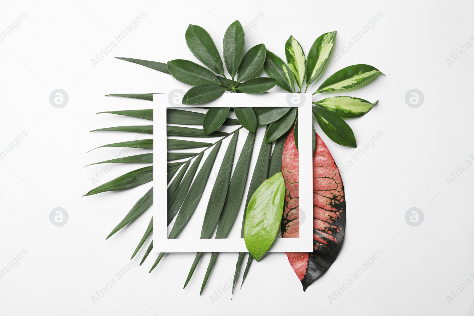 Photo of Beautiful composition with tropical leaves and frame on white background, top view