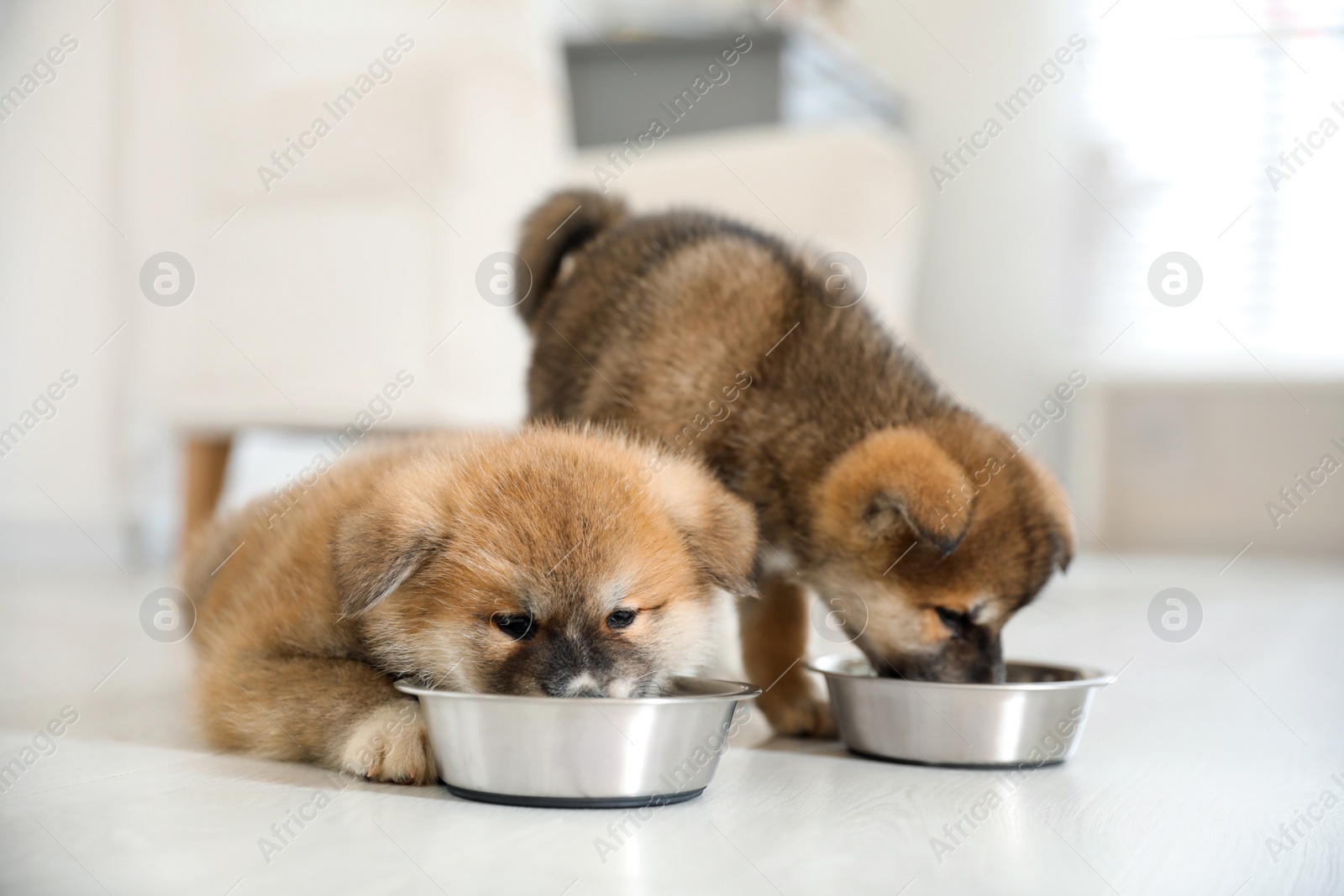 Photo of Adorable Akita Inu puppies eating from feeding bowls indoors