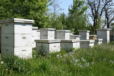 Photo of Many white bee hives at apiary on spring day