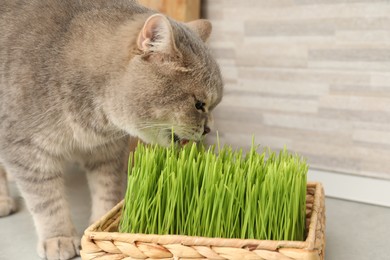 Cute cat eating fresh green grass on floor near wall indoors