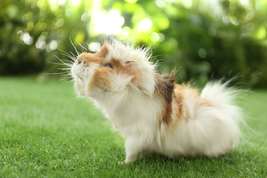 Photo of Cute guinea pig on green grass in park