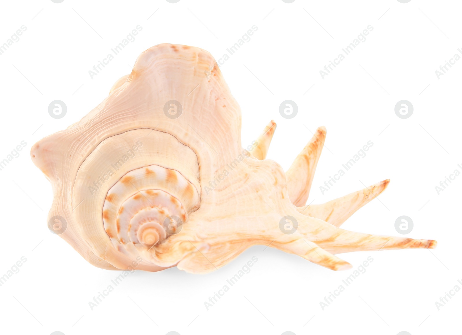 Photo of Beautiful seashell isolated on white. Beach object