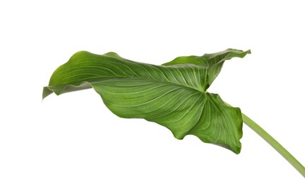 Photo of Beautiful green calla lily leaf on white background