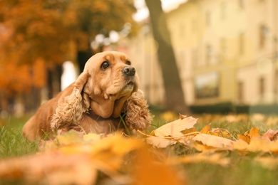 Cute Cocker Spaniel in park on autumn day