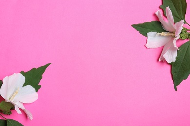 Photo of Flat lay composition with tropical Hibiscus flowers on pink background. Space for text