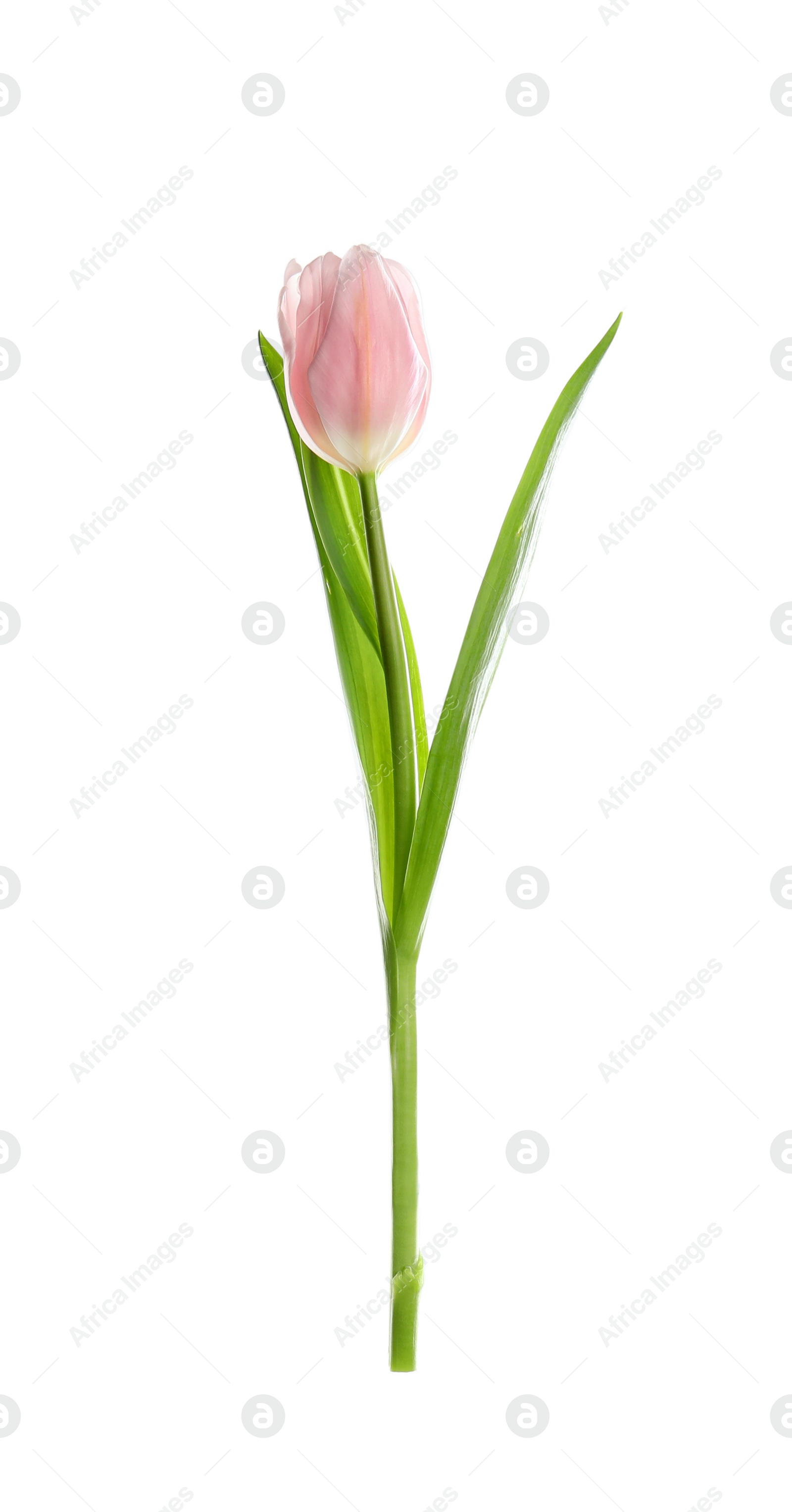 Photo of Beautiful spring pink tulip isolated on white