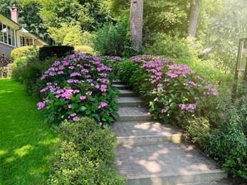 Photo of Pathway among beautiful hydrangea shrubs with violet flowers outdoors