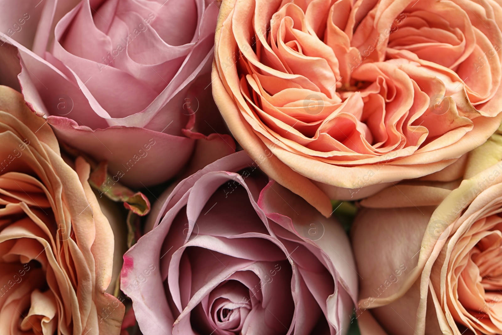 Photo of Beautiful fresh roses as background, closeup view. Floral decor